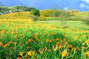 Wall Mural - Daylily Flowers Blooming in summer in Liushidan Mountain (Sixty Stone Mountain) in Hualien, Taiwan
