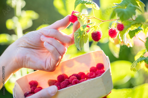 Plakat Close Up Of Woman Picking Raspberries And Putting Into Wooden Basket