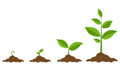 phases plant growing. planting tree infographic. evolution concept. sprout, plant, tree growing agri