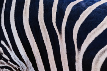 south africa kruger wildlife nature reserve and wild zebra skin abstract background