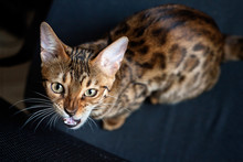 Angry Bengal Cat Growls Looking At Camera On Black Background