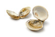  Fresh cooked warty venus clams