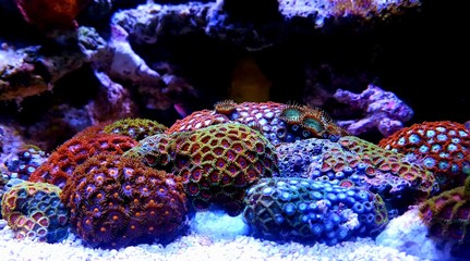 Poster - Zoanthus polyps in coral reef aquarium tank