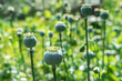 Green opium poppy heads growing in a field.
