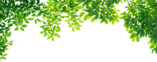 Panoramic Green Leaves On White Background