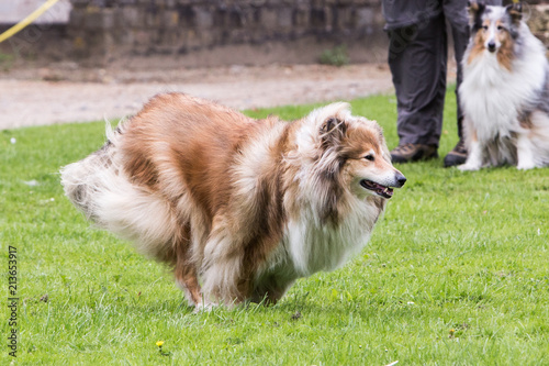 Portrait Of A Long Haired Collie Dog In Belgium Buy This Stock
