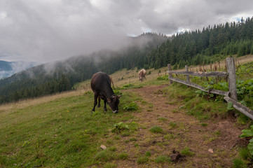 Two cows graze on the mountain valleys near the dirty road