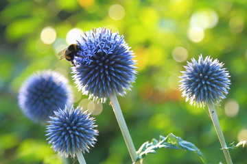 Bumblebee pollinating blue spherical flower head of Echinops commonly known as globe thistles.