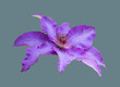 Tropical lilac flower