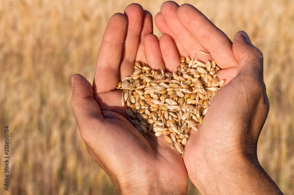 Ripe wheat bean seed in farmer hands. - obrazy, fototapety, plakaty 