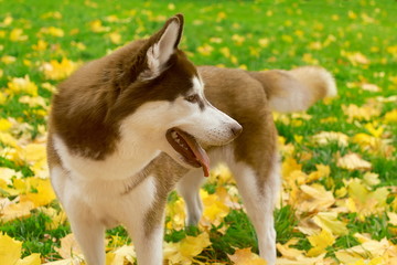 Siberian husky dog in the autumn park. Space for text