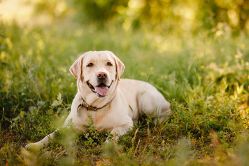 Dog labrador retriever playing outside smile in green park