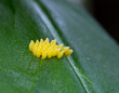A cluster of small yellow Ladybird eggs attached to a green leaf