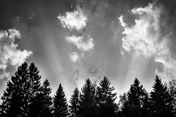 Rays of light above the trees at sunset