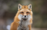 Fototapeta Zwierzęta - Red fox, Canada