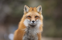 Red Fox, Canada