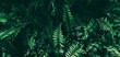 canvas print picture - Tropical green leaf in dark tone.