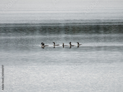 Fotografia, Obraz Seetaucher auf einem See in Finnland