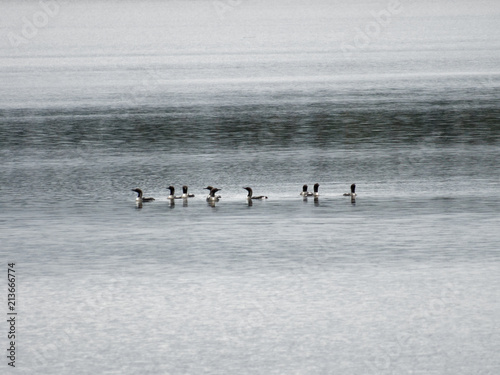 Fotografia, Obraz Seetaucher auf einem See in Finnland