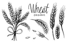 Wheat Ears. Vector Illustration