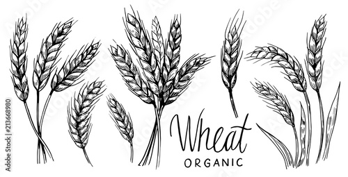Fotografía Wheat ears. Vector illustration