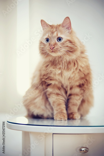 Plakat Pasiasty czerwony kot siedzi na stole.