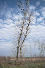 Two birch trees and clouds