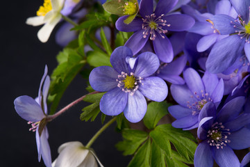 Sticker - Bouquet of Liverleaf and Anemone flowers on a black background