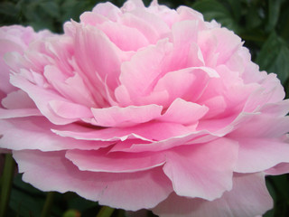 pink, flower, rose, peony, nature, garden, flowers, blossom, plant, macro, bloom, beauty, flora, petals, petal, summer, beautiful, floral, green, closeup, close-up, spring, love, roses, red