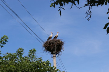 Storks sit in the nest