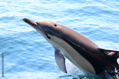 Plakat Delfin wyskakujący z wody