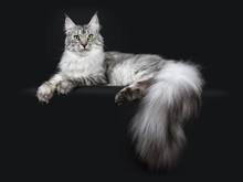 Majestic Silver Tabby Youn Adult Maine Coon Cat Laying Side Ways With Paws And Enormous Tail Hanging Over Edge, Looking Straight At Lens Isolated On Black Background