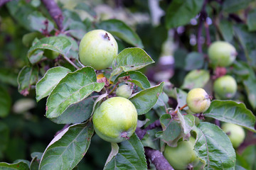 Early green garden apples