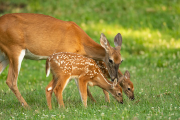 Canvas Print - Whitetail doe and two fawns