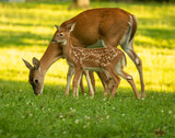 whtietail doe and fawn