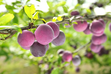 Sticker - Closeup of delicious ripe plums on tree branch in garden