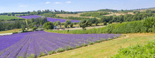 English Lavender Fields In Kent 