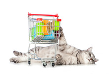 Getigerte Katze Mit Katzenfutter Und Einkaufswagen