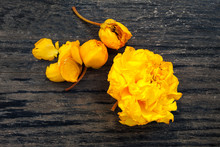 Yellow Silk Cotton Tree Flowers