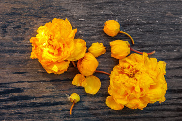 Poster - Yellow silk cotton tree flowers.