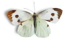 White And Brown Butterfly