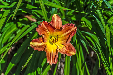 Wall Mural - Day Lily in Shades of Red and Yellow