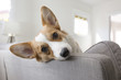 © Cavan Images - Portrait of dog relaxing on sofa at home