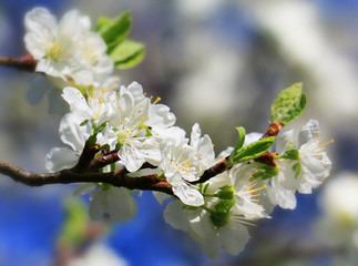 Wall Mural - beautiful cherry blossom