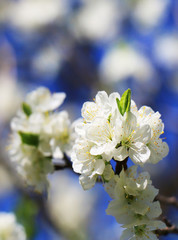 Canvas Print - beautiful cherry blossom