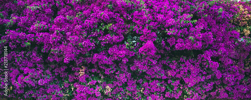 Fotografía Purple blooming Bougainvillea tree flowers