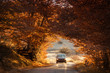  The car drives through a beautiful arch of autumn trees.. Republic of Crimea. 