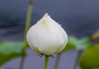 Closed white flower