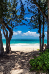 View of beatiful beach with turquoise water between two trees in Waimanalo, Oahu, Hawaii