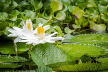 Beautiful Pair Of White Tropical Water Lilies Growing In A Pond In Montego Bay